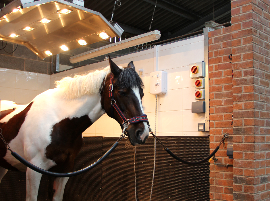 brown and white horse with horse solarium