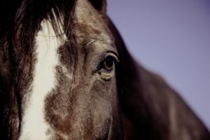 close up of brown horse